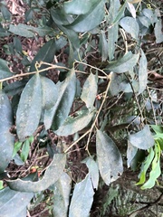 Ilex formosana