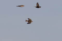 Calcarius ornatus