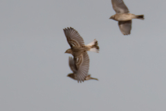 Calcarius ornatus