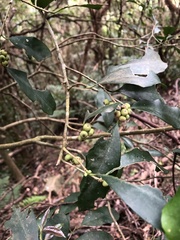 Ilex formosana