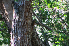 Xiphorhynchus flavigaster