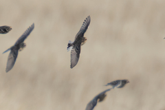 Calcarius ornatus