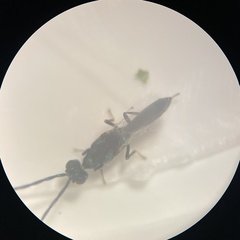 Calosotinae