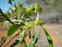 Dodonaea pachyneura