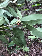 Ilex formosana