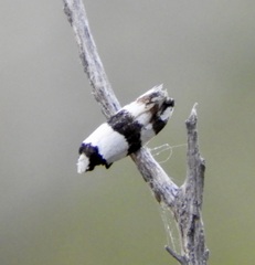 Zonopetala decisana