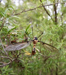 Leptotarsus clavatus