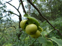 Diospyros montana