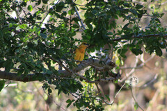 Pheucticus chrysopeplus