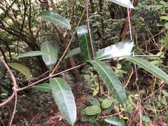 Anodendron affine