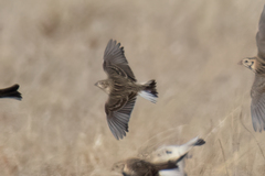 Calcarius ornatus