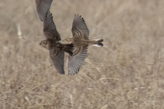 Calcarius ornatus