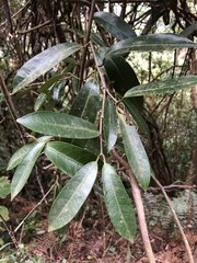 Anodendron affine