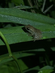 Eleutherodactylus brittoni