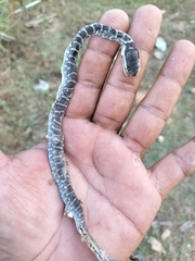 Mastigodryas melanolomus