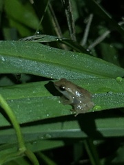 Eleutherodactylus brittoni