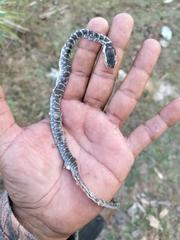 Mastigodryas melanolomus