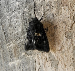 Neumichtis nigerrima