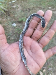 Mastigodryas melanolomus