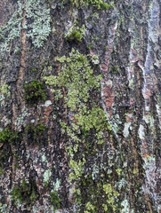 Melanohalea exasperatula