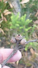 Eucalyptus baxteri