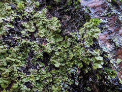 Melanohalea exasperatula