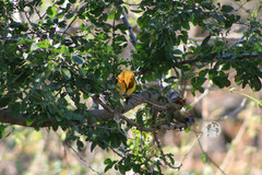 Pheucticus chrysopeplus