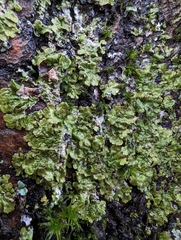 Melanohalea exasperatula