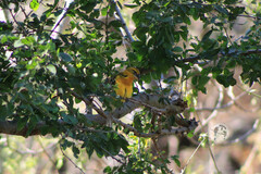 Pheucticus chrysopeplus