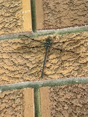 Telephlebia godeffroyi