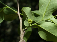 Diospyros montana