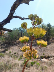 Agave maximiliana