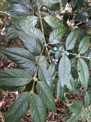 Lasianthus formosensis