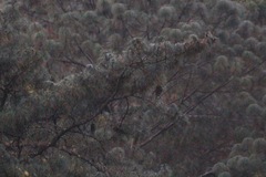 Pinus ayacahuite