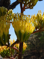 Agave maximiliana