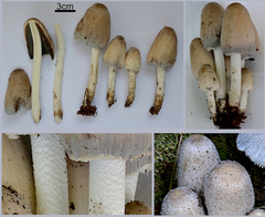 Coprinopsis insignis