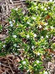 Styphelia appressa