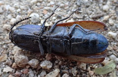 Chalcolepidius rubripennis