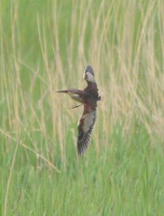 Ixobrychus eurhythmus