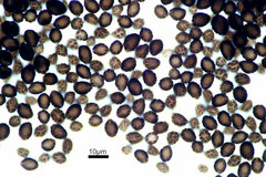 Coprinopsis insignis