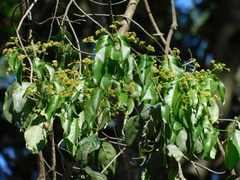 Pristimera celastroides