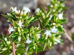 Styphelia appressa