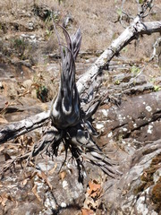 Tillandsia seleriana