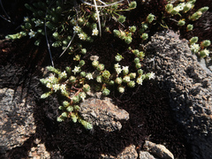 Kelleria dieffenbachii