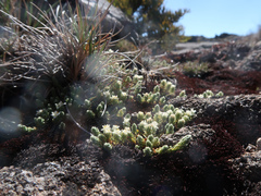 Kelleria dieffenbachii