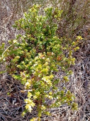 Styphelia appressa