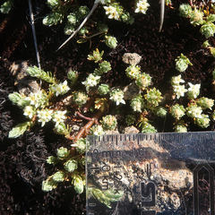 Kelleria dieffenbachii