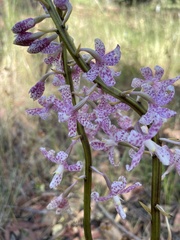Dipodium pardalinum