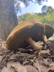Retiboletus