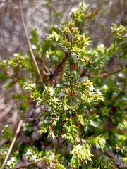 Styphelia appressa